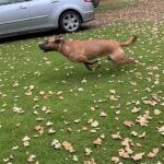 brown-dog-sprint-across-autumn-leaves