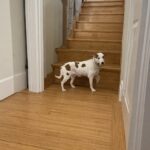 click-clack-trashwalk-with-the-dog