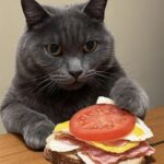 grey-chef-cat-builds-breakfast